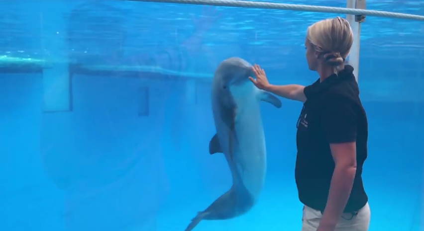 dolphin rehab