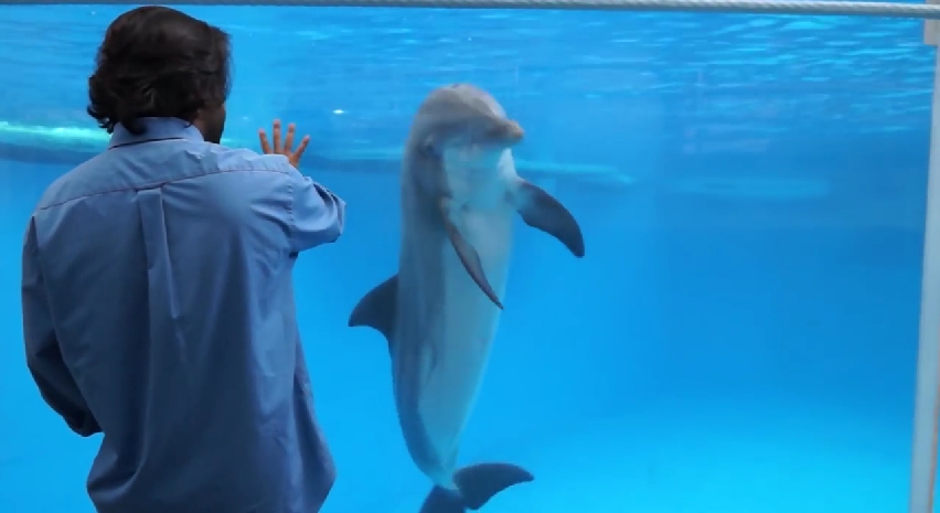 dolphin rehab
